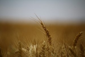 origine cereales blé